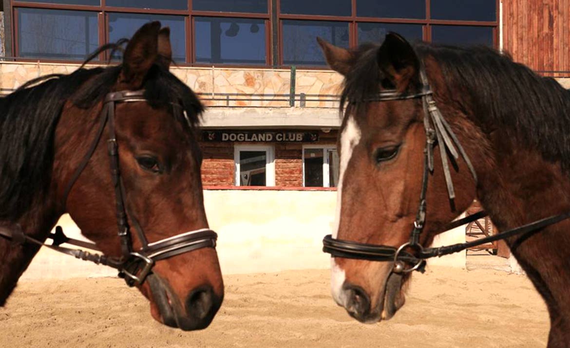 Atlara karşı davranılmalı